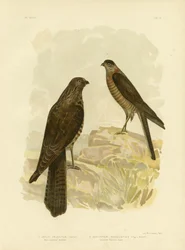 Vest-australsk hønsehauk, 1891